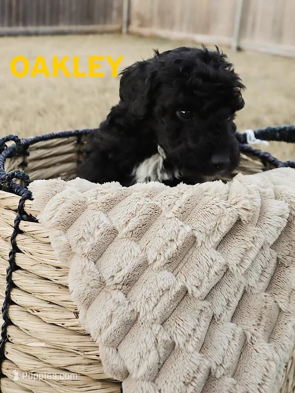 Oakley