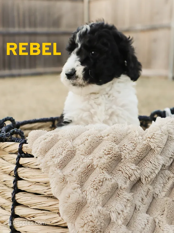 Rebel