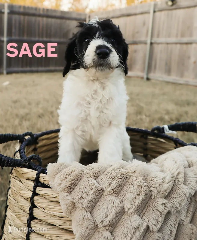 Sage