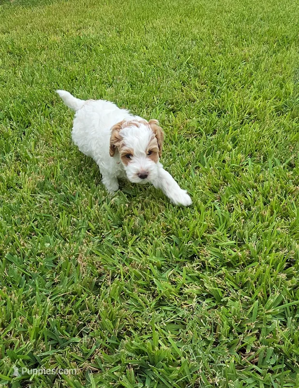 Dolce – Miniature Goldendoodle puppy for sale in Phoenix, AZ