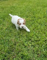 Dolce, a female Miniature Goldendoodle for sale in Phoenix, AZ – 1 of 2