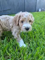 Nitro, a male Miniature Goldendoodle for sale in Phoenix, AZ – 2 of 2