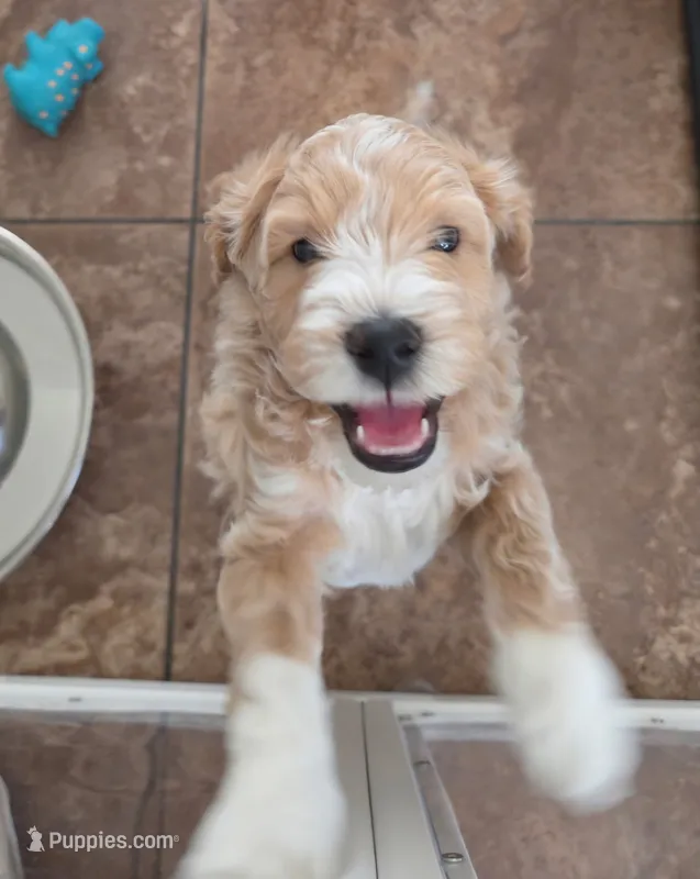 Nitro – Miniature Goldendoodle puppy for sale in Phoenix, AZ