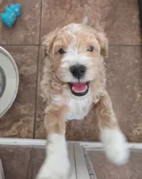 Nitro, a male Miniature Goldendoodle for sale in Phoenix, AZ – 1 of 2