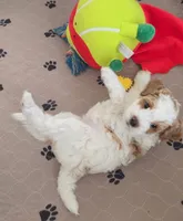 Dolce, a female Miniature Goldendoodle for sale in Phoenix, AZ – 2 of 2