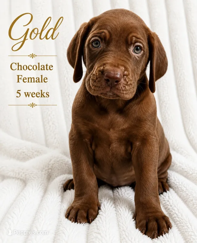 Gold – Great Dane puppy for sale in Saltville, VA