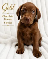 Gold, a female Great Dane for sale in Saltville, VA – 2 of 8