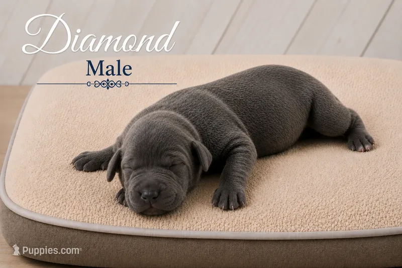 Diamond – Great Dane puppy for sale in Saltville, VA