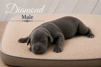 Diamond, a male Great Dane for sale in Saltville, VA – 1 of 3