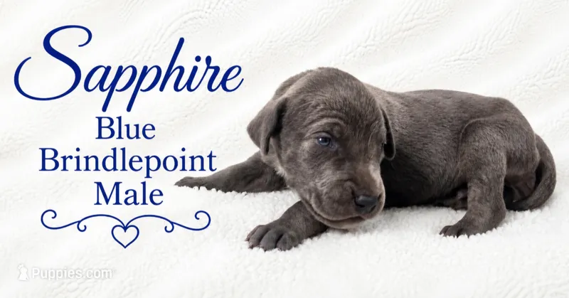 Sapphire – Great Dane puppy on hold in Saltville, VA