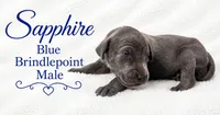 Sapphire, a male Great Dane for sale in Saltville, VA – 1 of 5