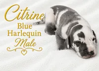 Citrine, a male Great Dane for sale in Saltville, VA – 5 of 9