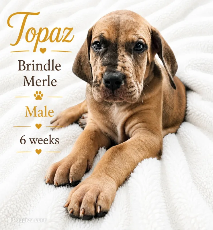 Topaz – Great Dane puppy for sale in Saltville, VA