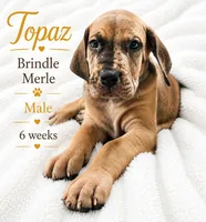Topaz, a male Great Dane for sale in Saltville, VA – 1 of 8