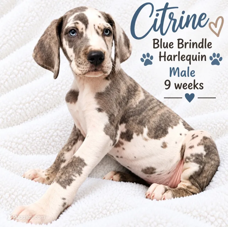Citrine – Great Dane puppy for sale in Saltville, VA