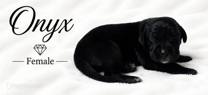 Onyx – Great Dane puppy for sale in Saltville, VA