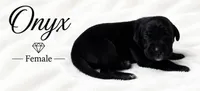 Onyx, a female Great Dane for sale in Saltville, VA – 7 of 9