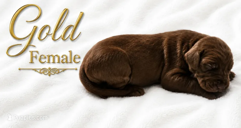 Gold – Great Dane puppy for sale in Saltville, VA