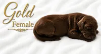 Gold, a female Great Dane for sale in Saltville, VA – 5 of 8