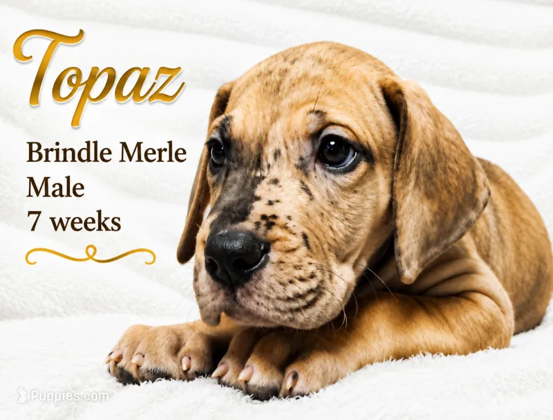 Topaz – Great Dane puppy for sale in Saltville, VA