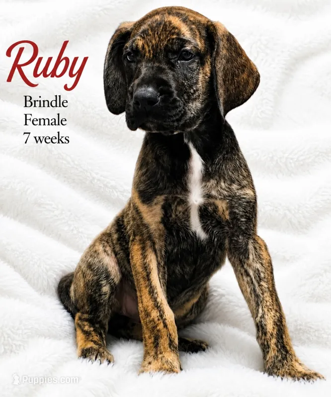 RUBY – Great Dane puppy for sale in Saltville, VA