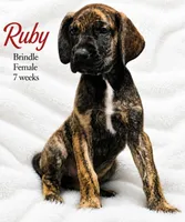 RUBY, a female Great Dane for sale in Saltville, VA – 3 of 10