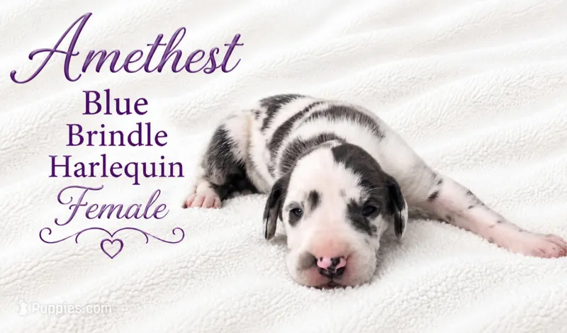 Amethyst – Great Dane puppy for sale in Saltville, VA