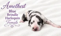 Amethyst, a female Great Dane for sale in Saltville, VA – 5 of 9