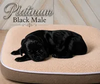 Platinum, a male Great Dane for sale in Saltville, VA – 3 of 5