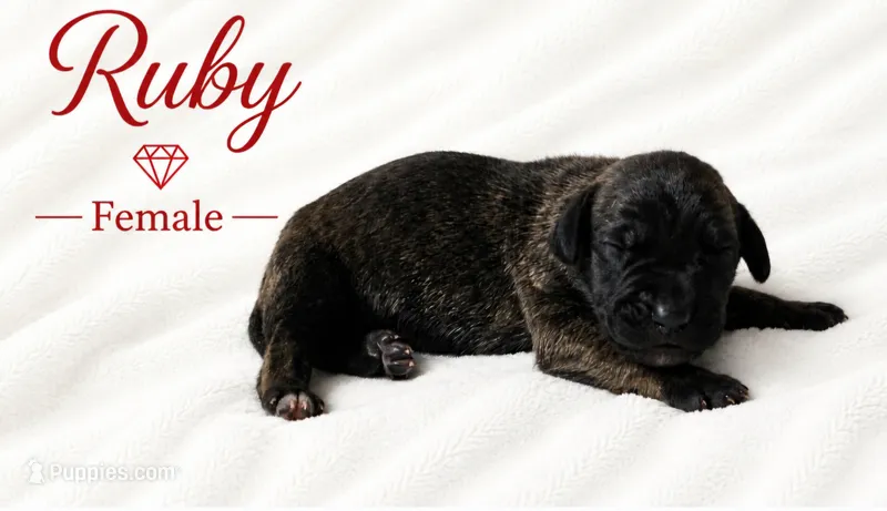 RUBY – Great Dane puppy for sale in Saltville, VA