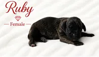RUBY, a female Great Dane for sale in Saltville, VA – 6 of 9