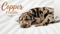 Copper, a female Great Dane for sale in Saltville, VA – 1 of 4