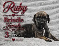 RUBY, a female Great Dane for sale in Saltville, VA – 4 of 9