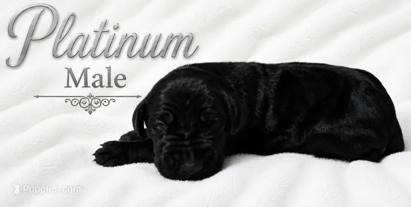 Platinum – Great Dane puppy for sale in Saltville, VA