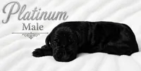 Platinum, a male Great Dane for sale in Saltville, VA – 2 of 5