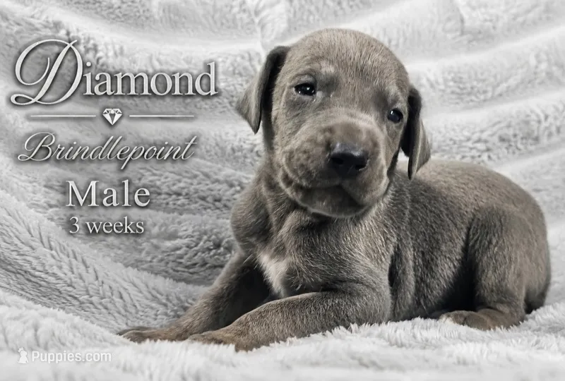 Diamond – Great Dane puppy on hold in Saltville, VA