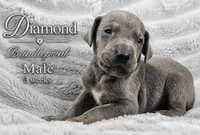Diamond, a male Great Dane for sale in Saltville, VA – 1 of 6