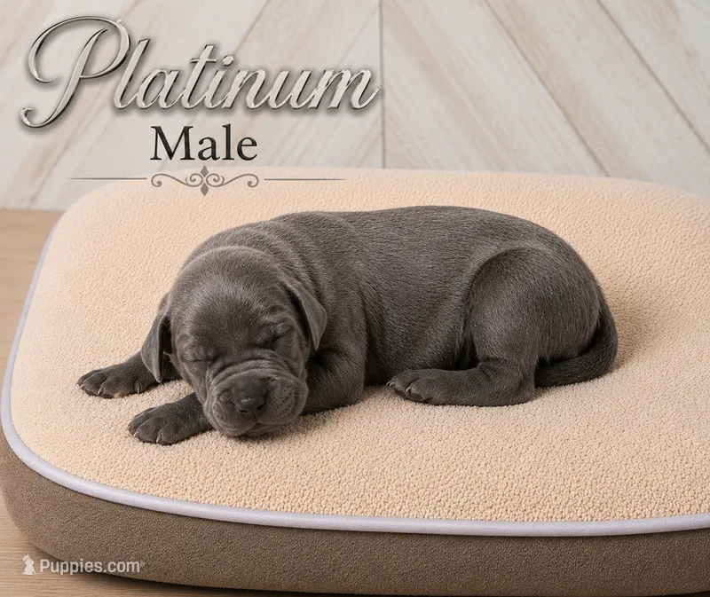 Platinum – Great Dane puppy for sale in Saltville, VA