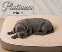 Platinum, a male Great Dane for sale in Saltville, VA – 1 of 3