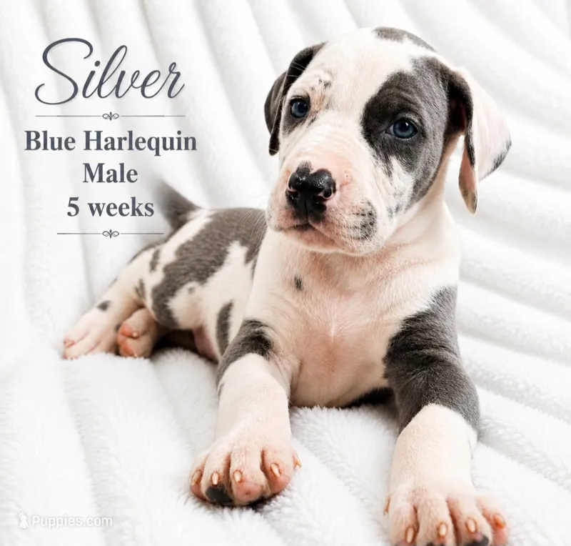 Silver – Great Dane puppy for sale in Saltville, VA