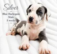Silver, a male Great Dane for sale in Saltville, VA – 2 of 8