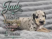 Jade, a female Great Dane for sale in Saltville, VA – 2 of 7