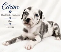 Citrine, a male Great Dane for sale in Saltville, VA – 3 of 9