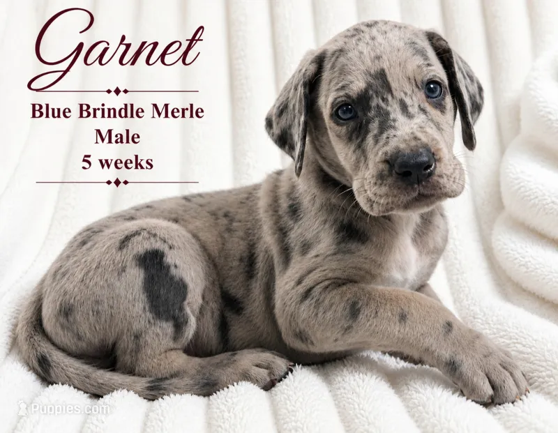 Garnet – Great Dane puppy for sale in Saltville, VA