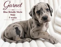Garnet, a male Great Dane for sale in Saltville, VA – 2 of 9