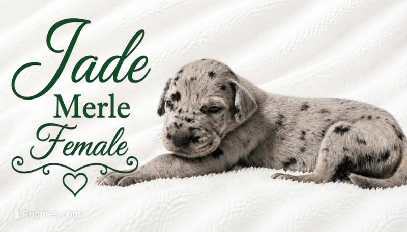 Jade – Great Dane puppy for sale in Saltville, VA