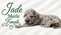 Jade, a female Great Dane for sale in Saltville, VA – 3 of 7