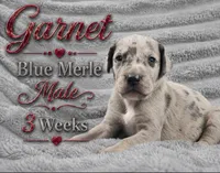 Garnet, a male Great Dane for sale in Saltville, VA – 4 of 9