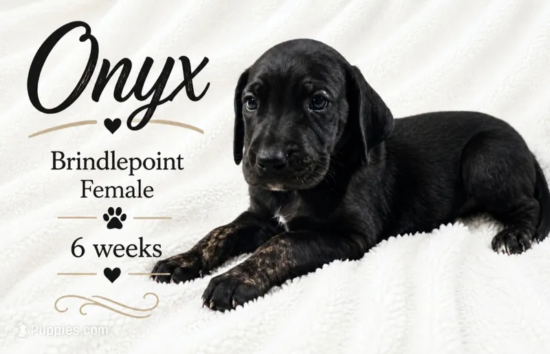 Onyx – Great Dane puppy for sale in Saltville, VA