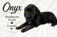 Onyx, a female Great Dane for sale in Saltville, VA – 1 of 9